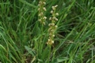 Orchis anthropophora